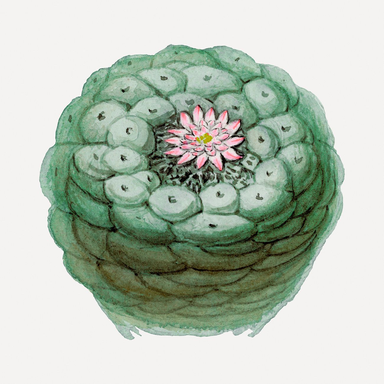 Peyote cactus drawing psd design Premium PSD Illustration rawpixel