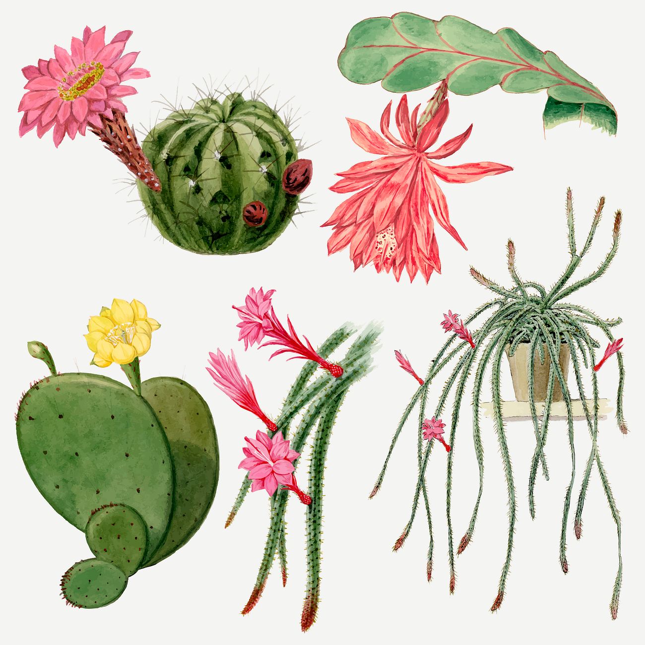 Vintage cactus flower drawing vector Free Vector Illustration rawpixel