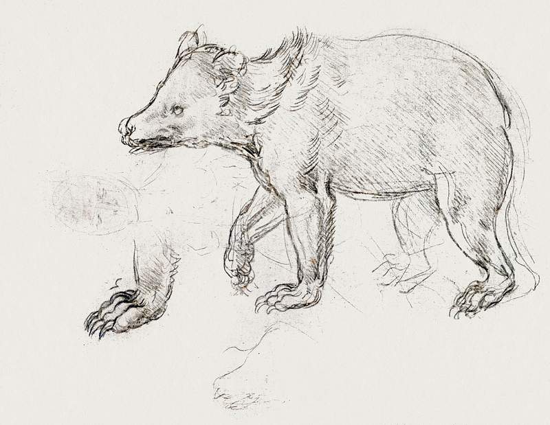 A Bear Walking (ca. 1482–1485) drawing in high resolution by Leonardo da Vinci. Original from The MET Museum. Digitally…