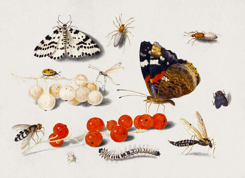 Butterfly, Caterpillar, Moth, Insects, and Currants (1650–1655) painting in high resolution by Jan van Kessel. Original…