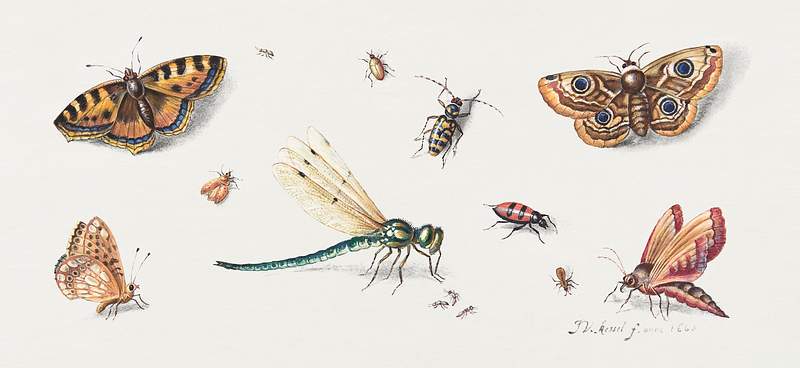 Insects, Butterflies, and a Dragonfly during 17th century painting in high resolution by Jan van Kessel. Original from The…
