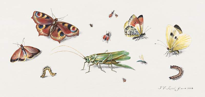 Insects, Butterflies, and a Grasshopper during 17th century painting in high resolution by Jan van Kessel. Original from The…