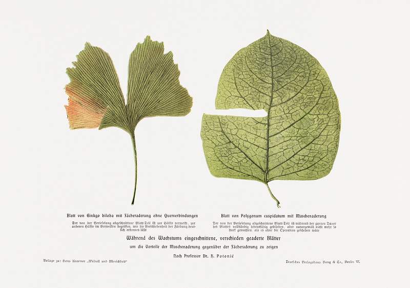 Vintage Leaves Illustration in high resolution from Weltall und Menschheit. Digitally enhanced from our own original edition.