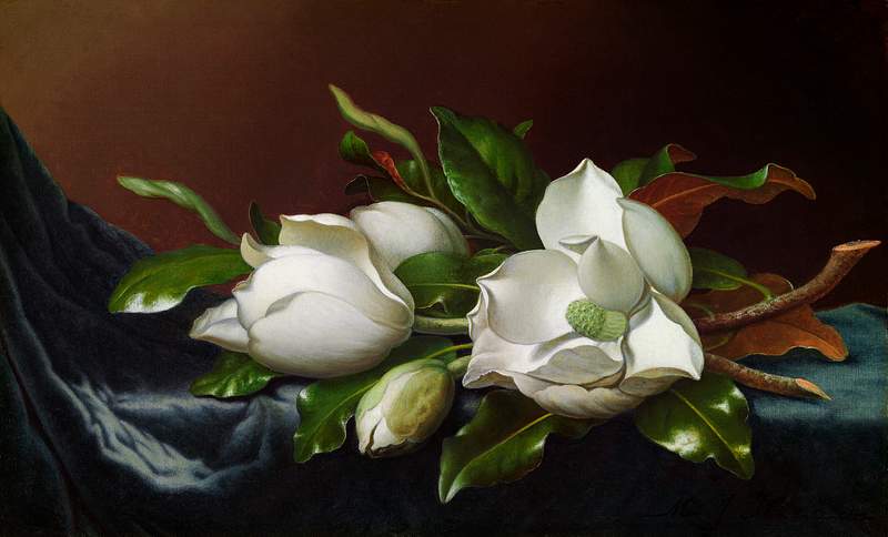 Magnolias on Light Blue Velvet Cloth (ca. 1885) by Martin Johnson Heade. Original from The Art Institute of Chicago.…