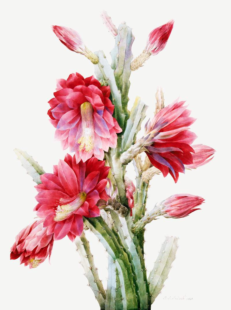 A Flowering Cactus: Heliocereus Speciosus… | Free public domain illustration A Flowering Cactus: Heliocereus Speciosus (1813) in high resolution by Pierre–Joseph Redouté .Original from the…