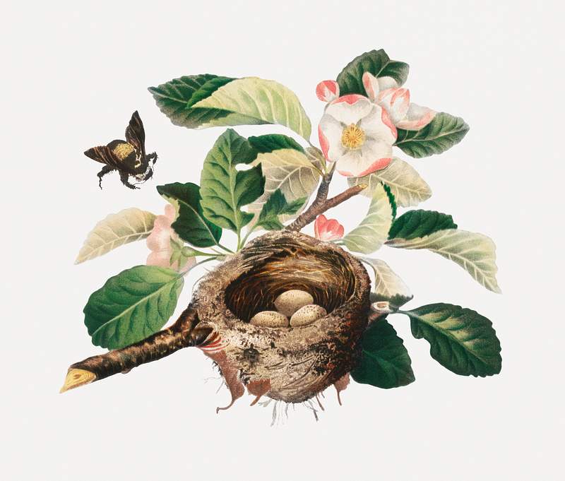 Apple blossoms and bird's nest (1878) in high resolution by L. Prang & Co. Original from The Library of Congress. Digitally…