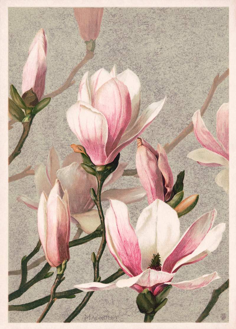 Magnolia (1886) in high resolution by L.… | Free public domain illustration Magnolia (1886) in high resolution by L. Prang & Co. Original from The Library of Congress. Digitally enhanced by rawpixel.