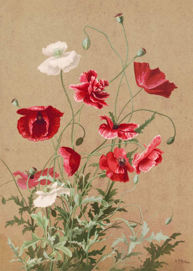 Poppies (1886) in high resolution by L. Prang… | Free public domain illustration Poppies (1886) in high resolution by L. Prang & Co. Original from The Library of Congress. Digitally enhanced by rawpixel.
