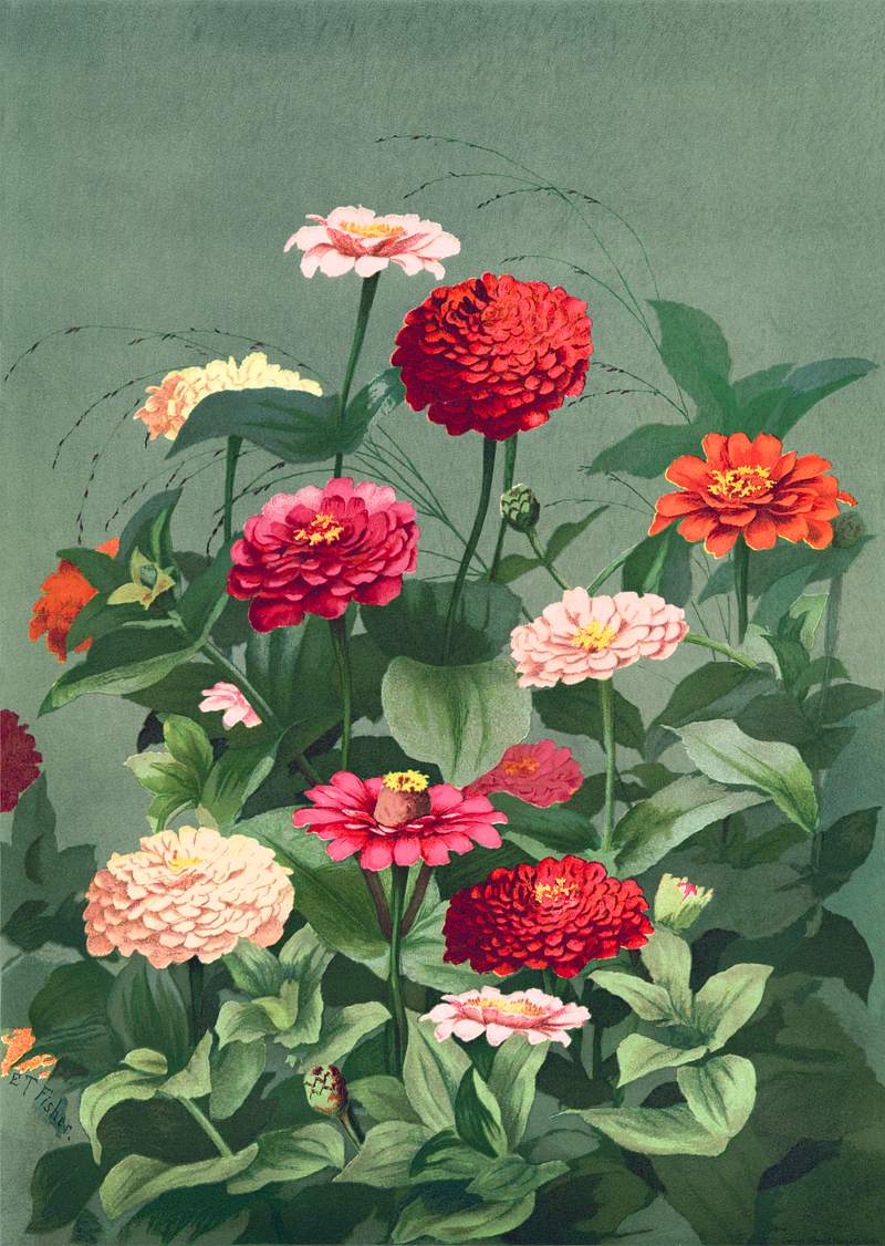 Flowers (1884) in high resolution by L. Prang & Co. Original from The Library of Congress. Digitally enhanced by rawpixel. Flowers (1884) in high resolution by L. Prang & Co. Original from The Library of Congress. Digitally enhanced by rawpixel.