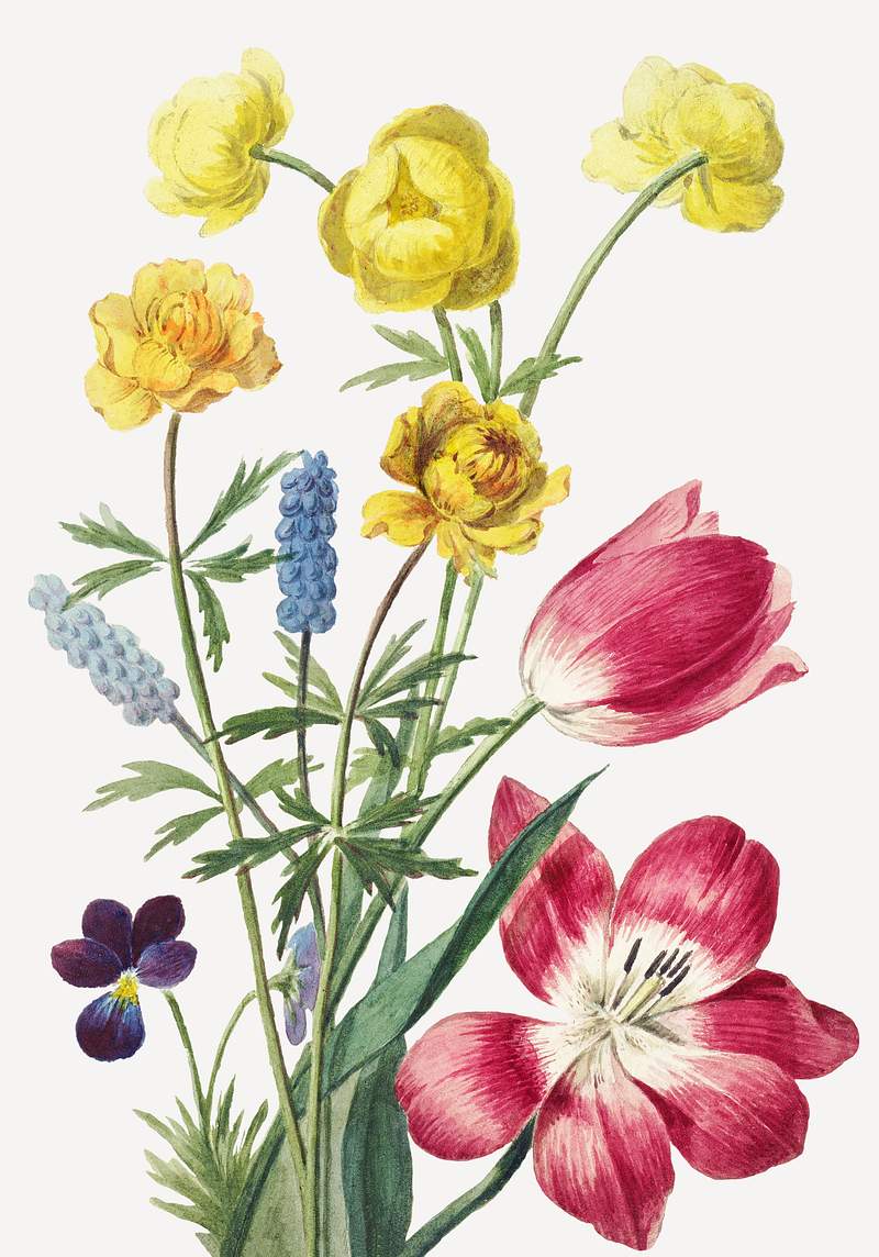 Vintage flower illustration psd, remix from… | Royalty free stock Illustration | High Resolution graphic Vintage flower illustration psd, remix from artworks by Willem van Leen