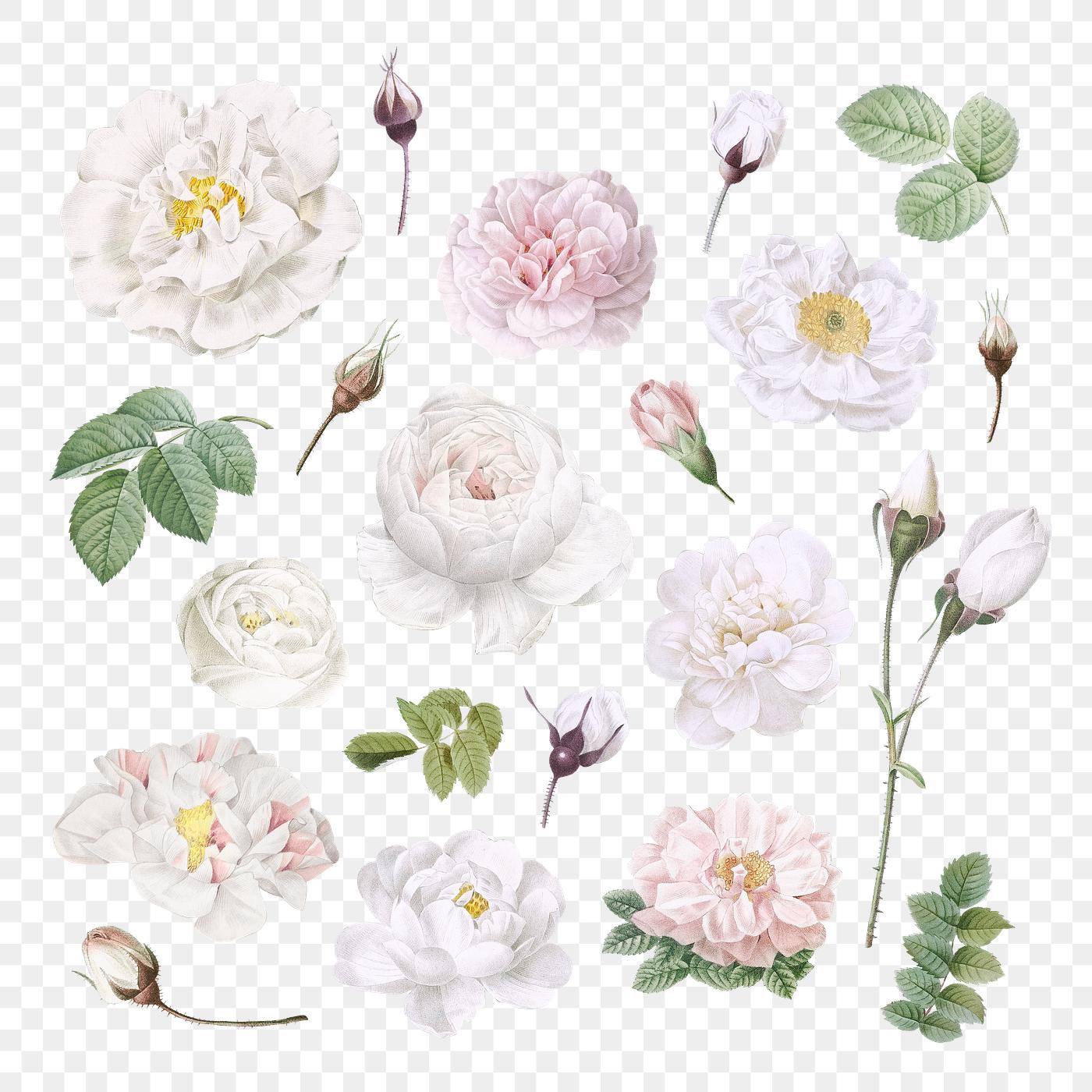 Vintage white flowers collection transparent png Vintage white flowers collection transparent png