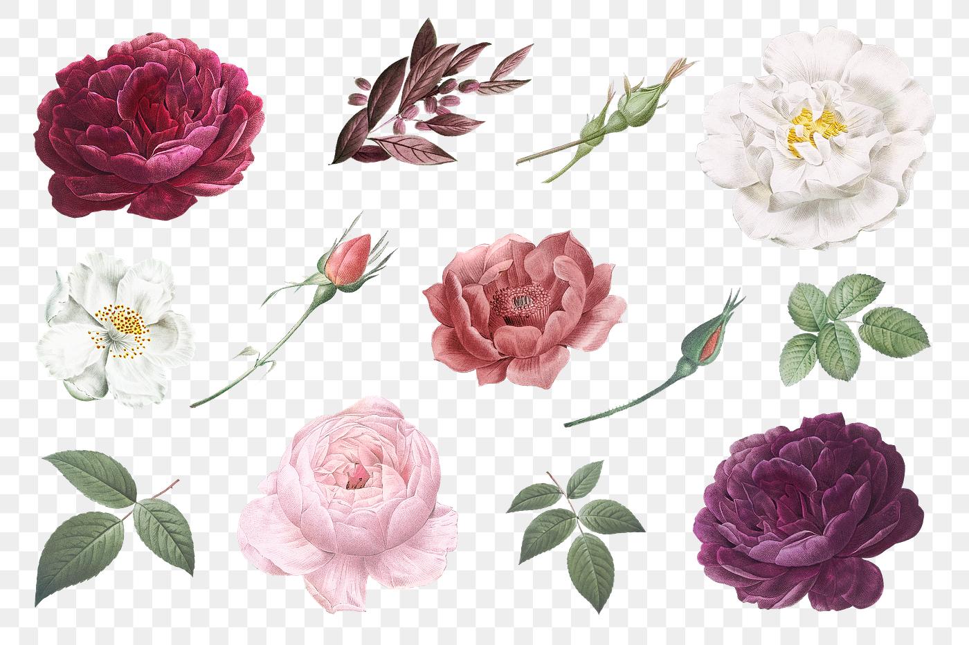 Vintage flower drawings Beautiful hand drawn various roses collection transparent png