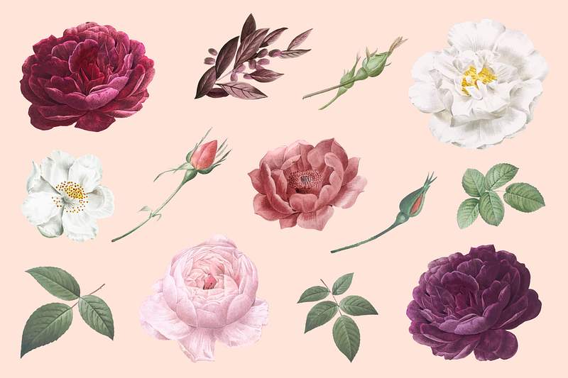 Purple Flowers Images | Free HD Backgrounds, PNGs, Vector Graphics