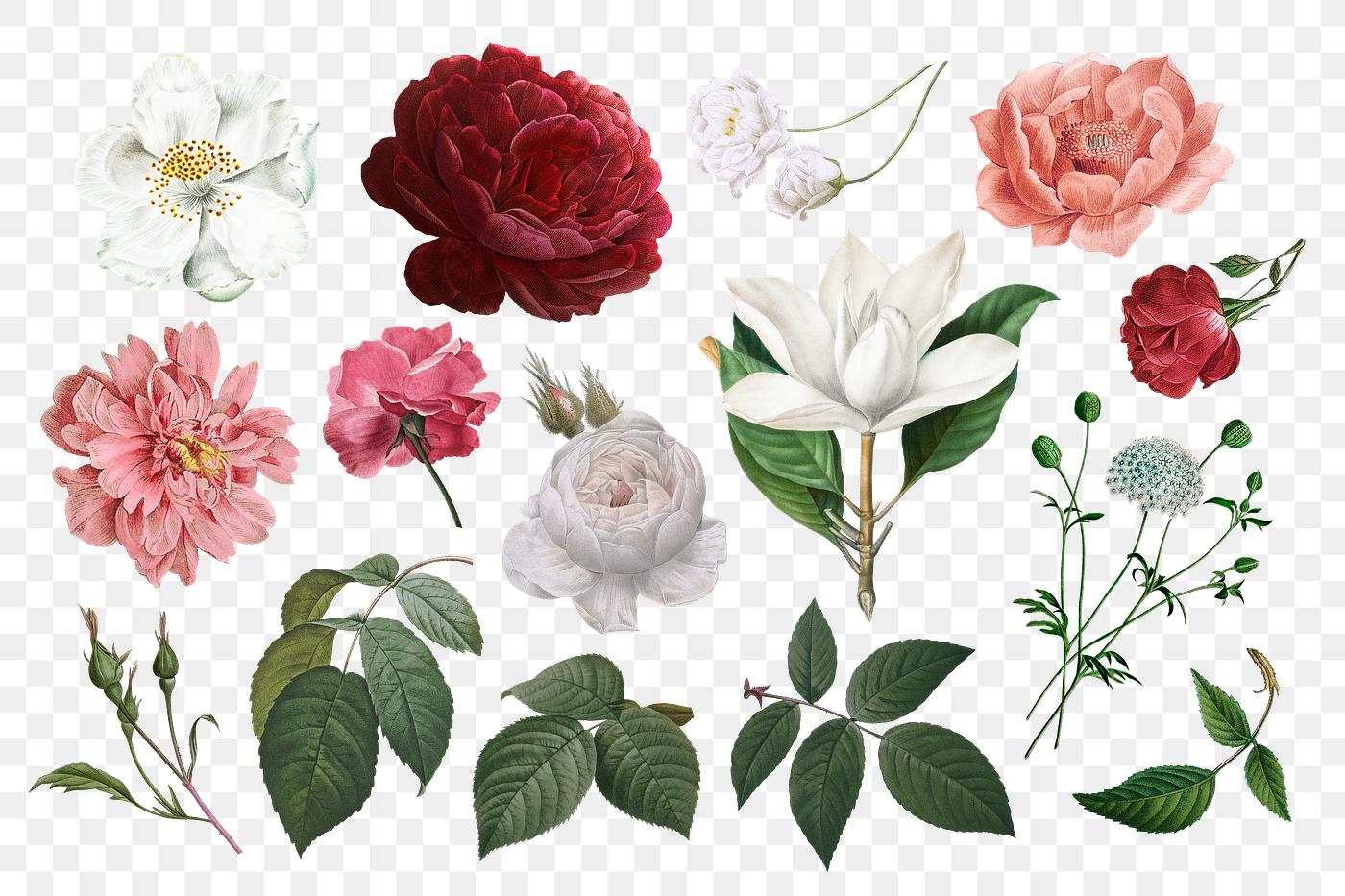 Vintage flower drawings Beautiful hand drawn various roses collection transparent background png