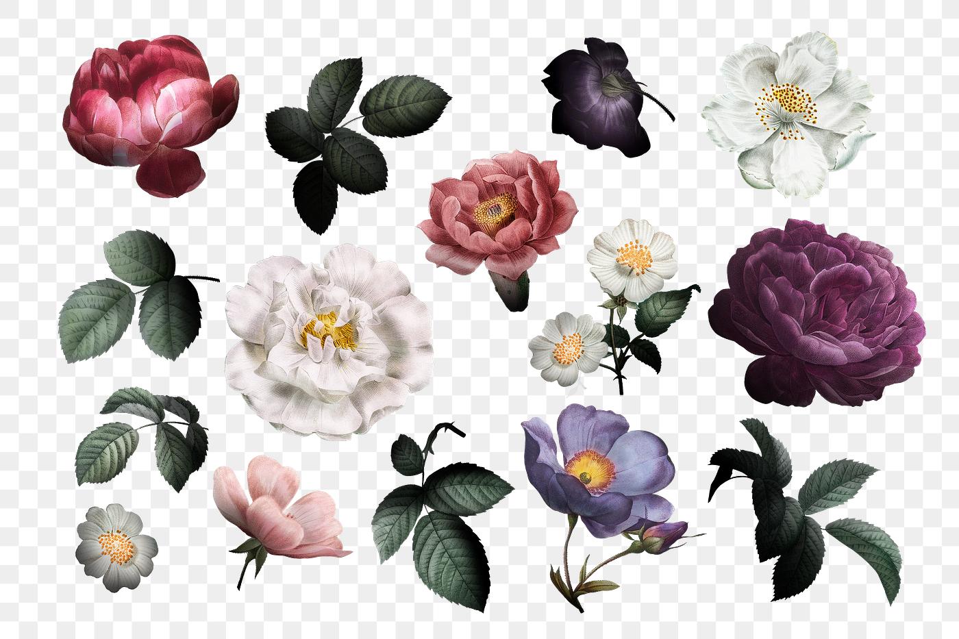 Beautiful hand drawn various roses collection transparent png Beautiful hand drawn various roses collection transparent png