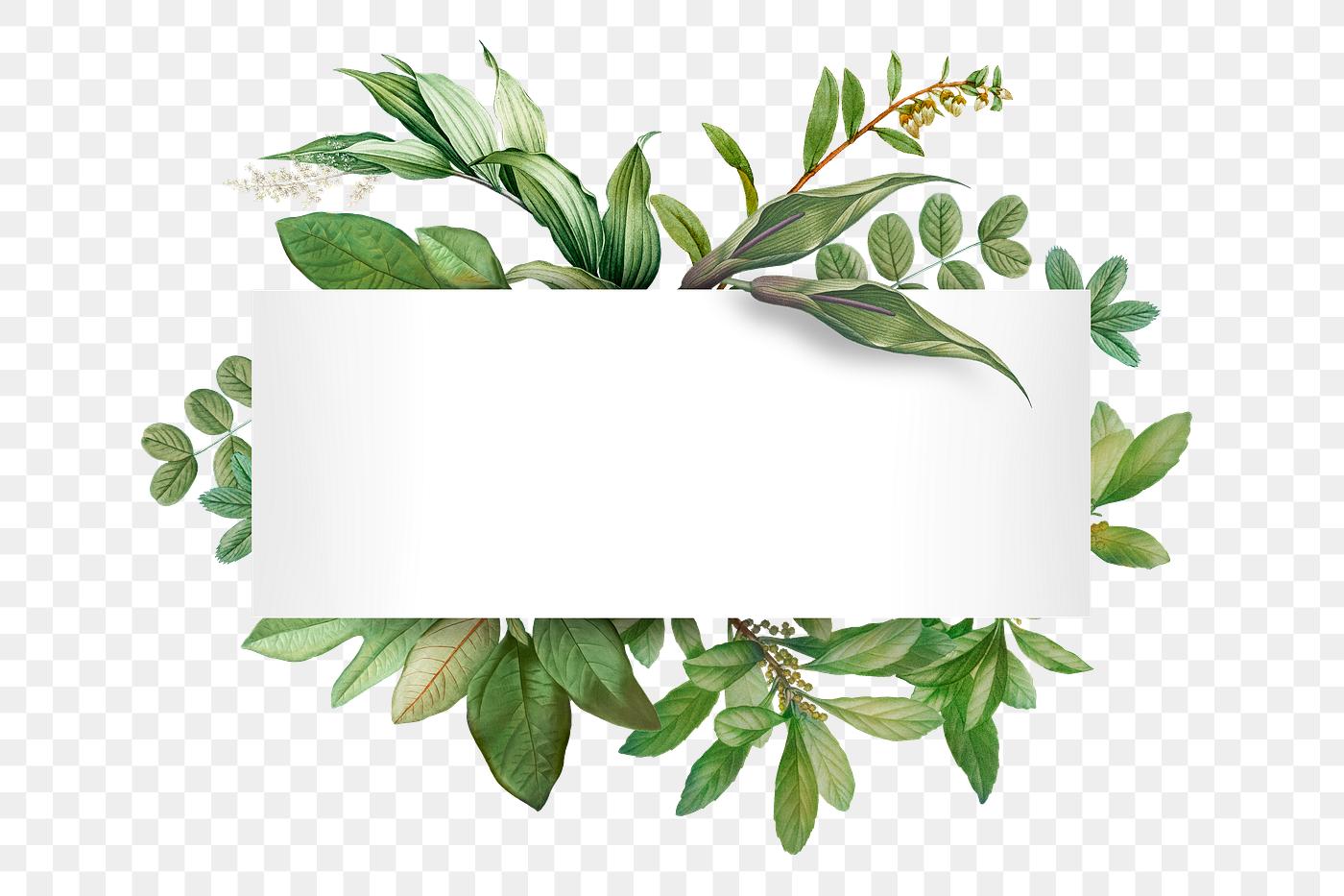 Botanical themed design space | Royalty free transparent png - 585038
