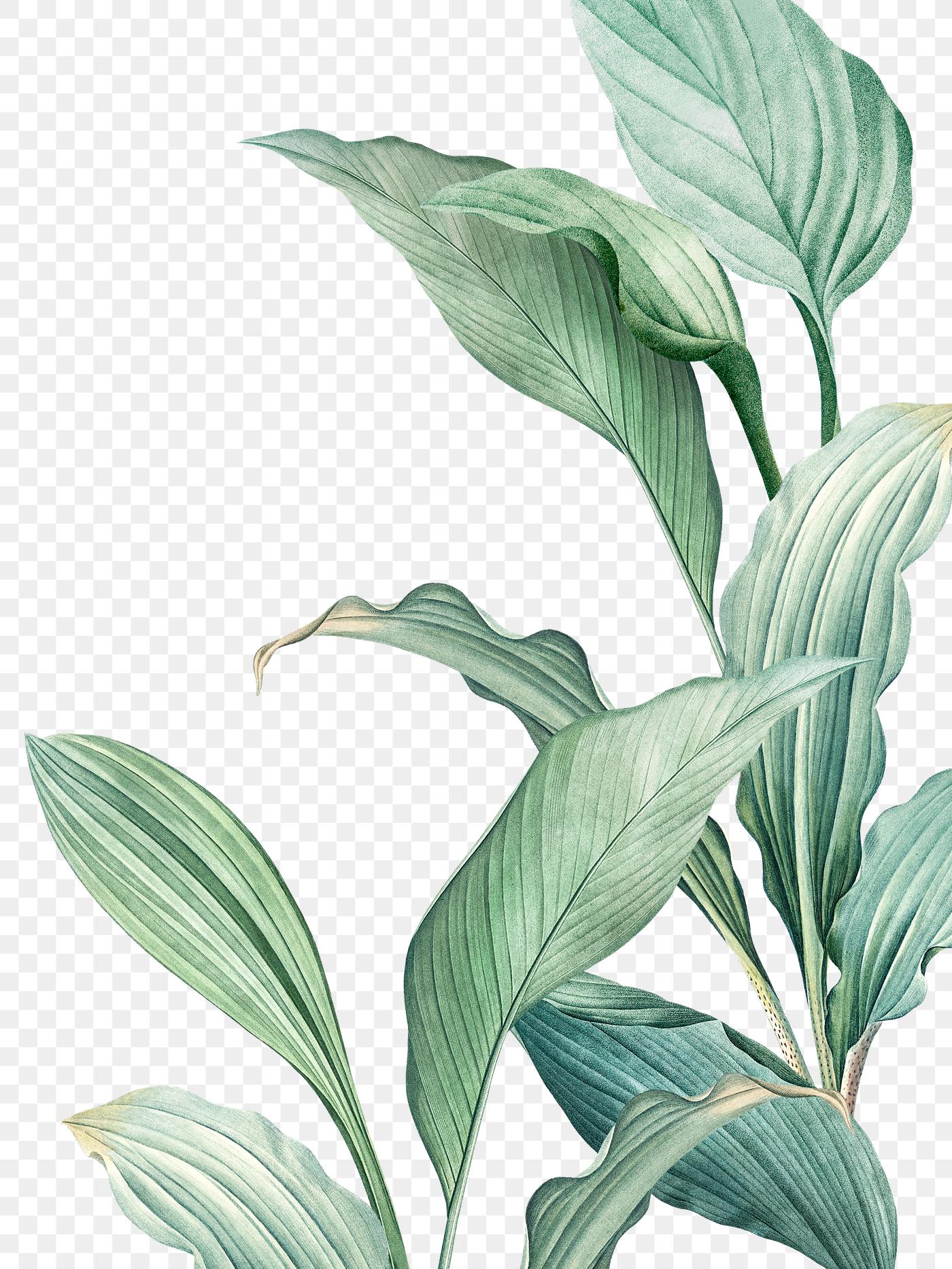 green tropical leaves free transparent png 594525 watermark stationary
