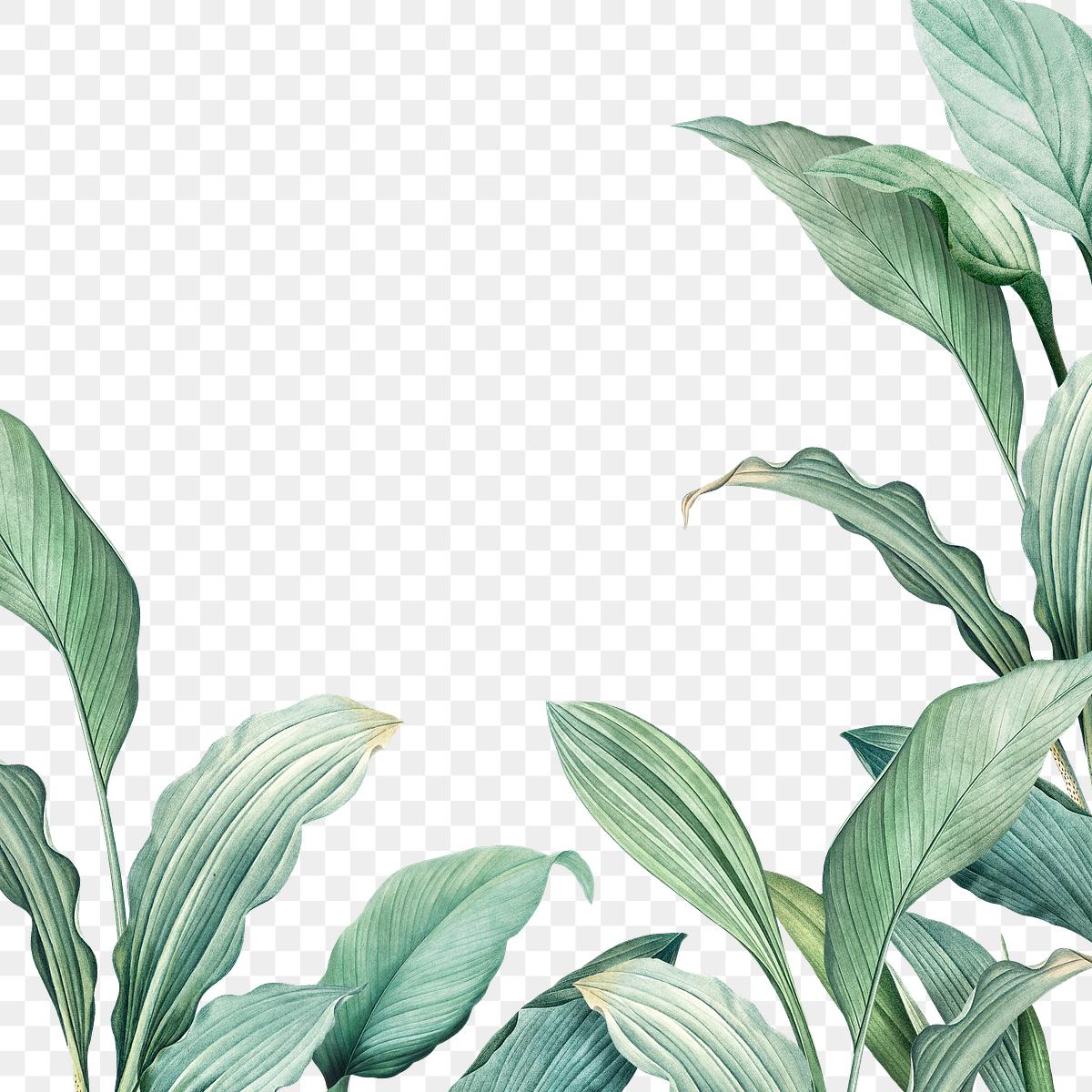 Tropical leaves background | Free stock illustration - 594528