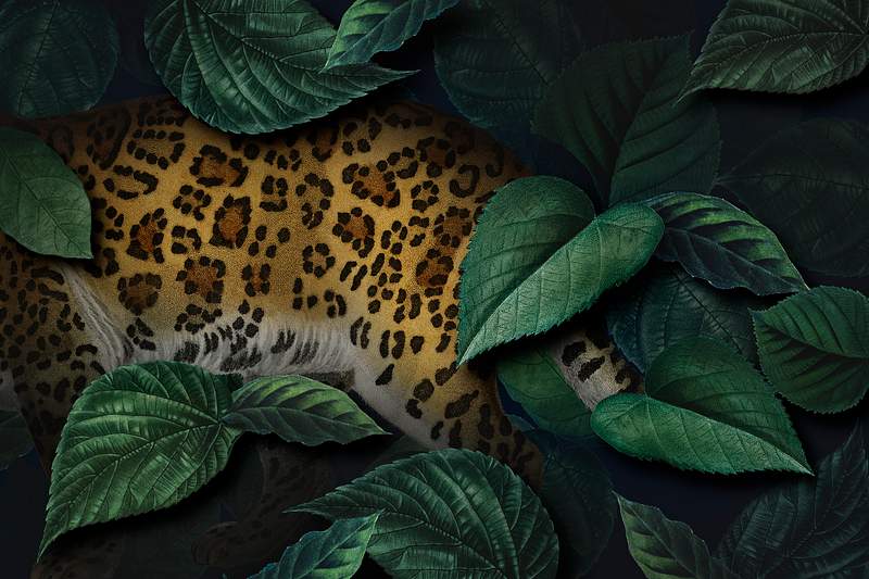 Jungle Animals Images | Free HD Backgrounds, PNGs, Vectors & Illustrations  - rawpixel