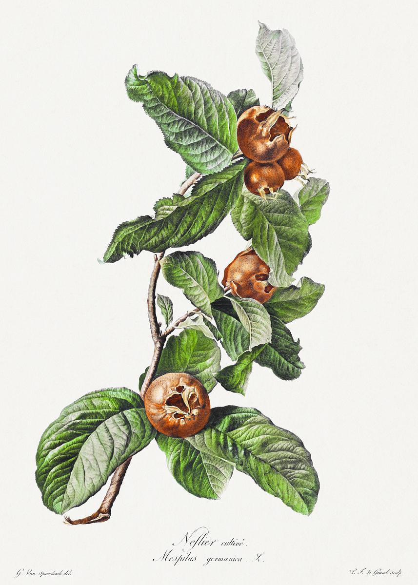 Cultivated Medlar (Mespilus germanica) (ca.… | Free public domain illustration Cultivated Medlar (Mespilus germanica) (ca. 1800) by Gerard van Spaendonck. Original from The Cleveland Museum of Art.…