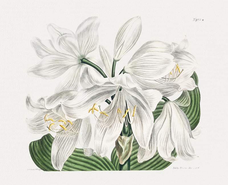 The Botanical Magazine or Flower Garden… | Free public domain illustration The Botanical Magazine or Flower Garden Displayed: White Cape–Coast Lily (1806) by Sydenham Edwards. Original from The…
