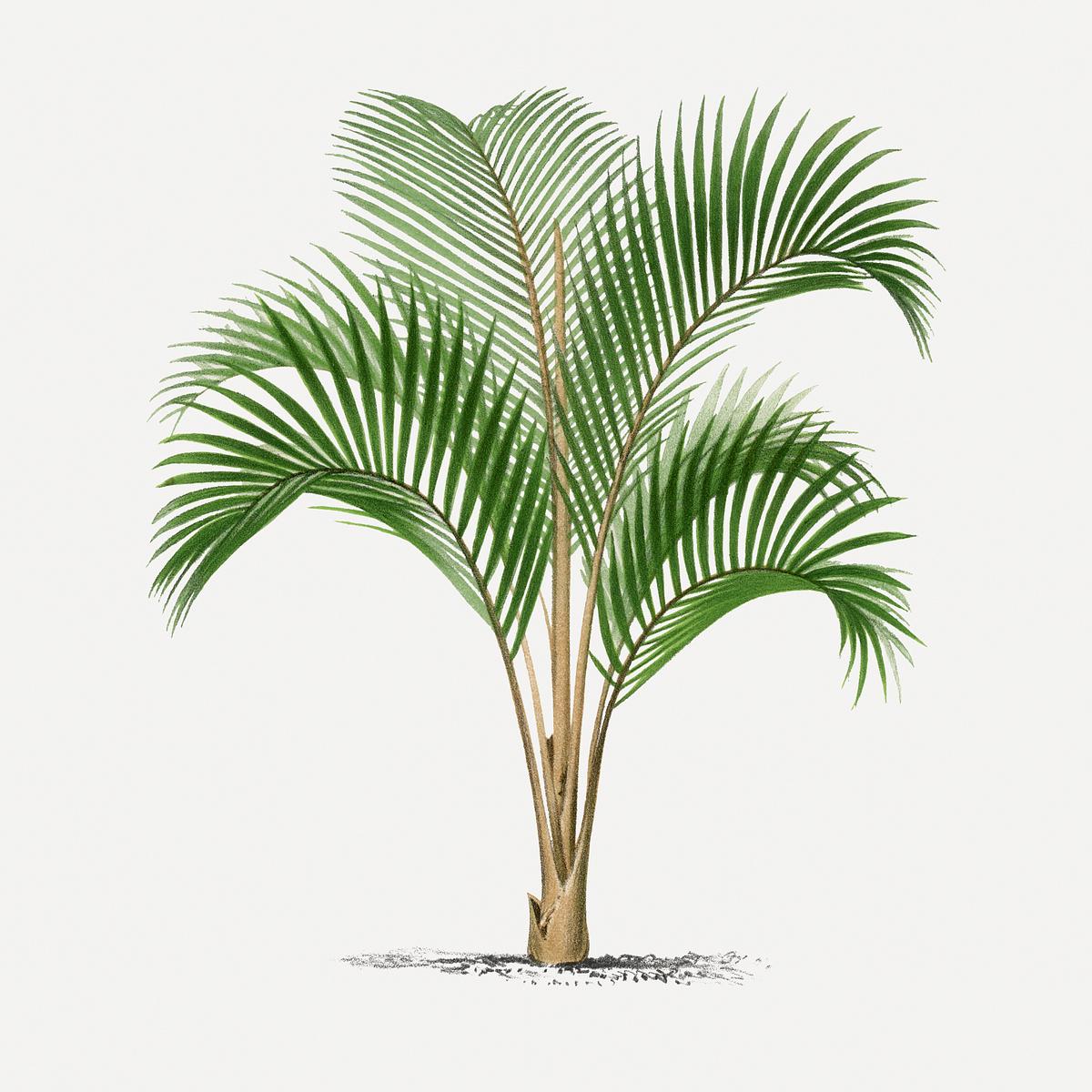 Palm tree sticker, vintage tropical | Premium PSD Illustration - rawpixel