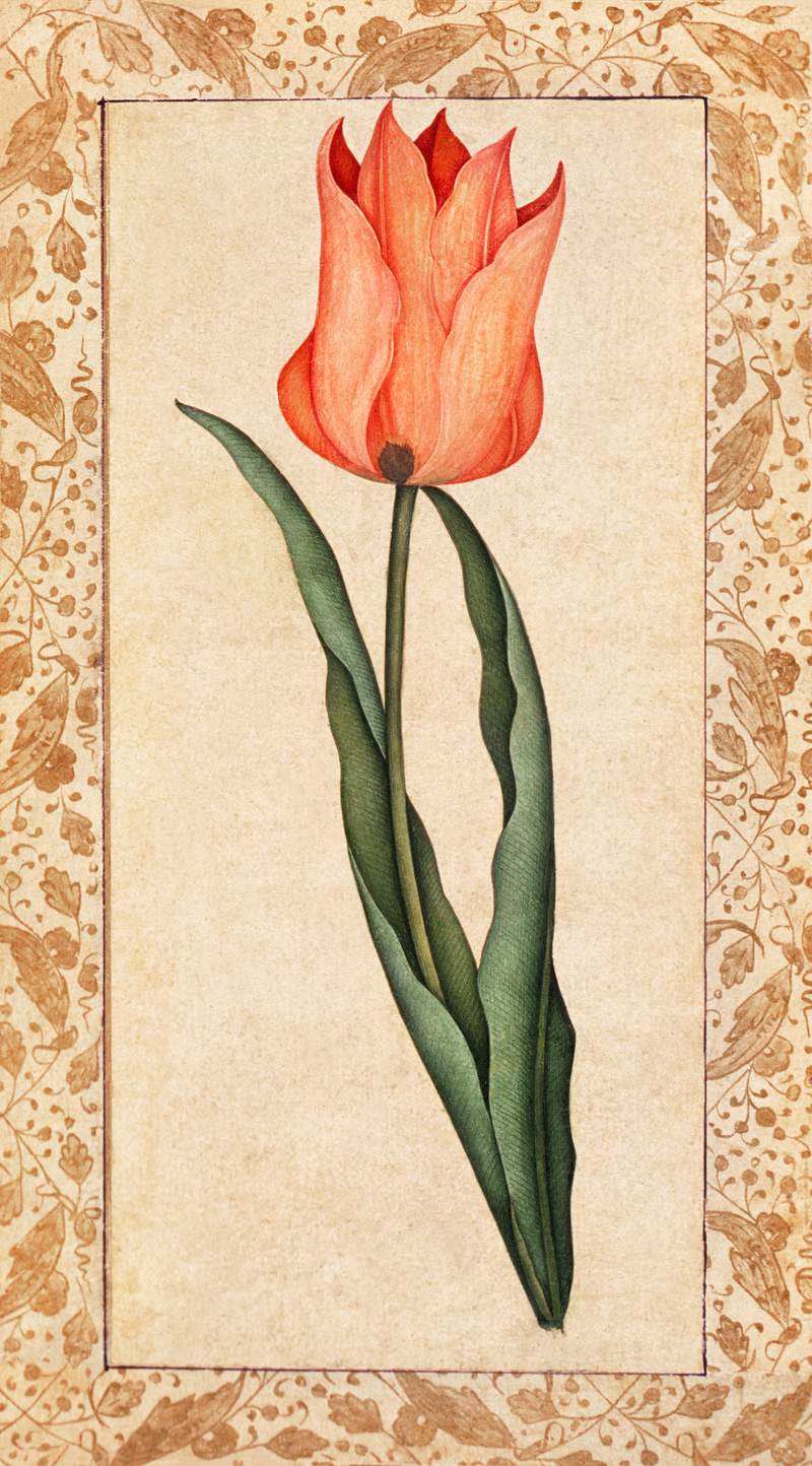 Tulip (1708–1709). Original from the Los Angeles County Museum of Art. Digitally enhanced by rawpixel.