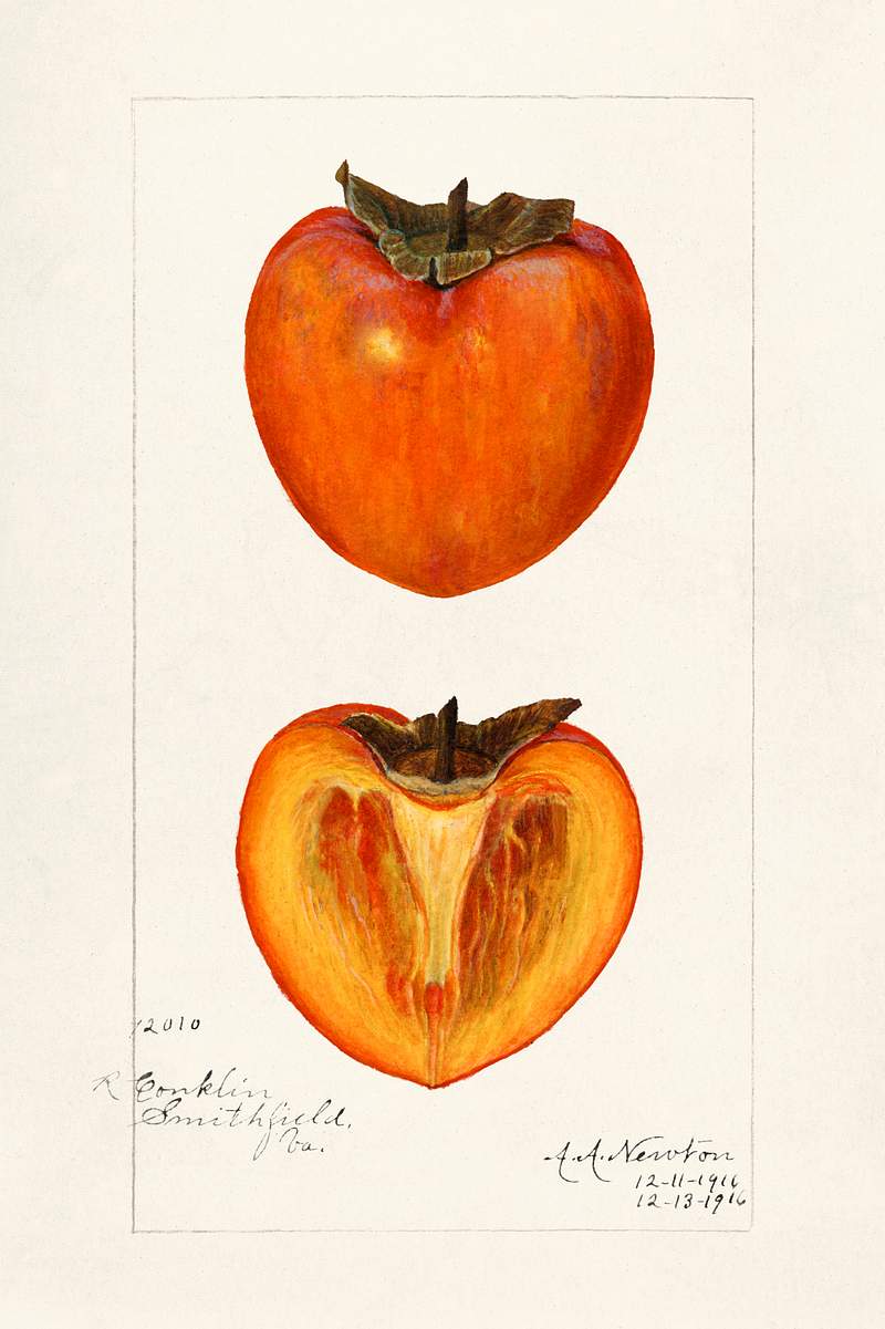 Vintage persimmons illustration. Original from U.S. Department of Agriculture Pomological Watercolor Collection. Rare and…