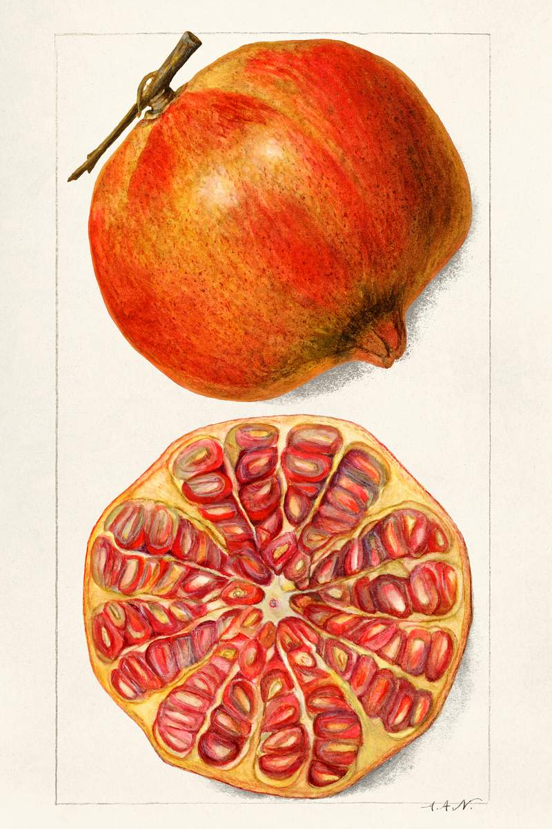 Pomegranates (Punica Granatum) by Amanda Almira Newton (ca. 1860–1943). Original from U.S. Department of Agriculture…