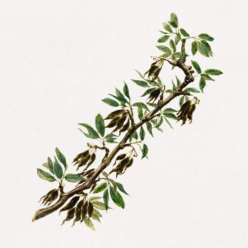 Vintage pear twig illustration. Digitally enhanced illustration from U.S. Department of Agriculture Pomological Watercolor…