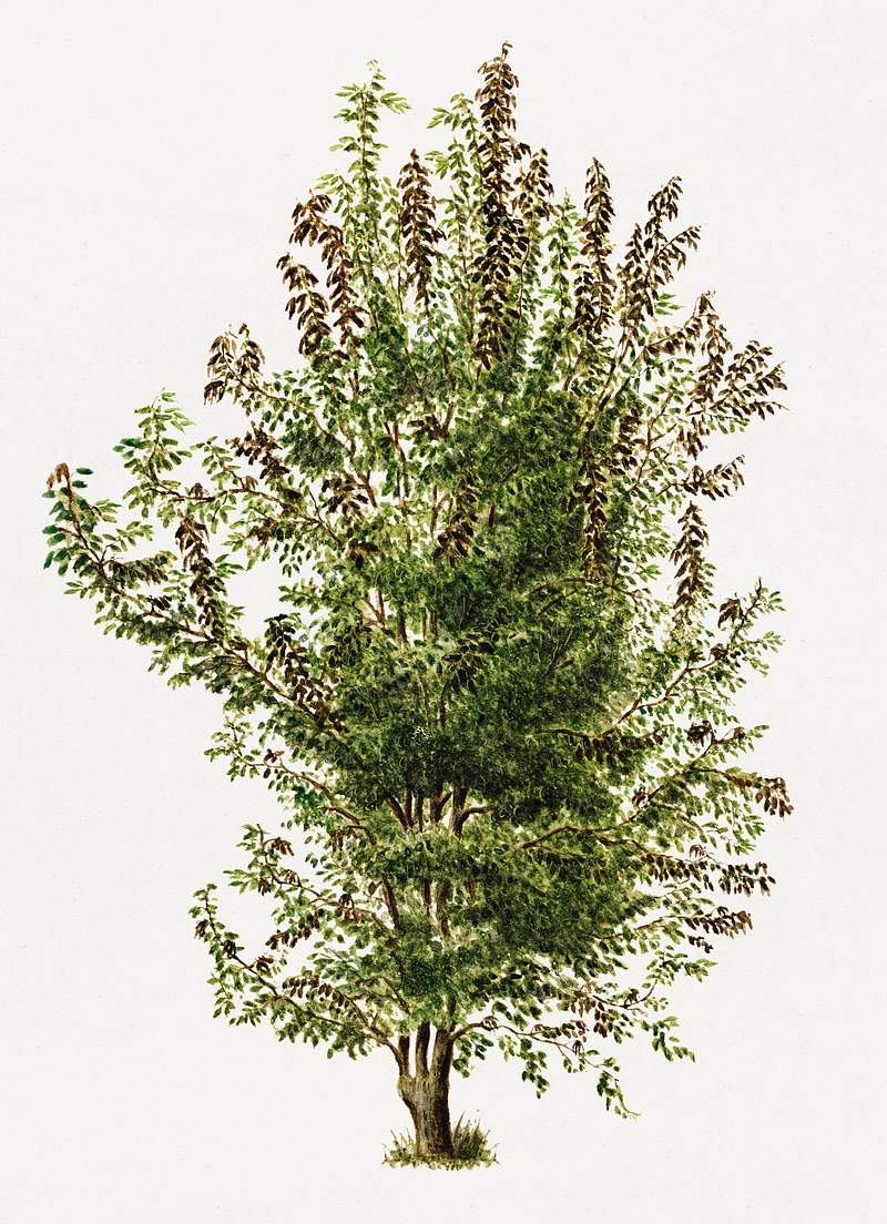 Vintage pear tree illustration. Digitally enhanced illustration from U.S. Department of Agriculture Pomological Watercolor…