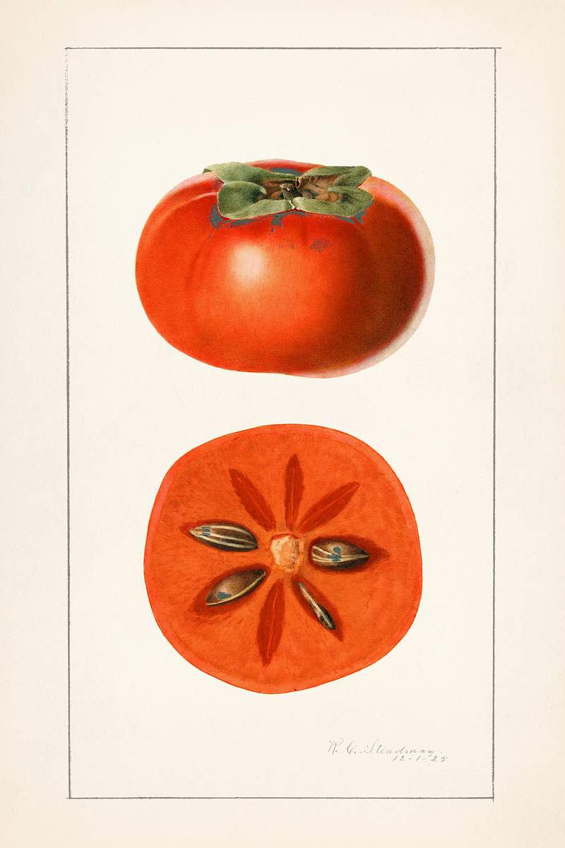Vintage persimmons illustration. Original from U.S. Department of Agriculture Pomological Watercolor Collection. Rare and…