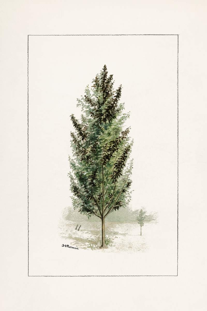 Pear Tree (Pyrus communis)(1898) by Deborah Griscom Passmore. Original from U.S. Department of Agriculture Pomological…