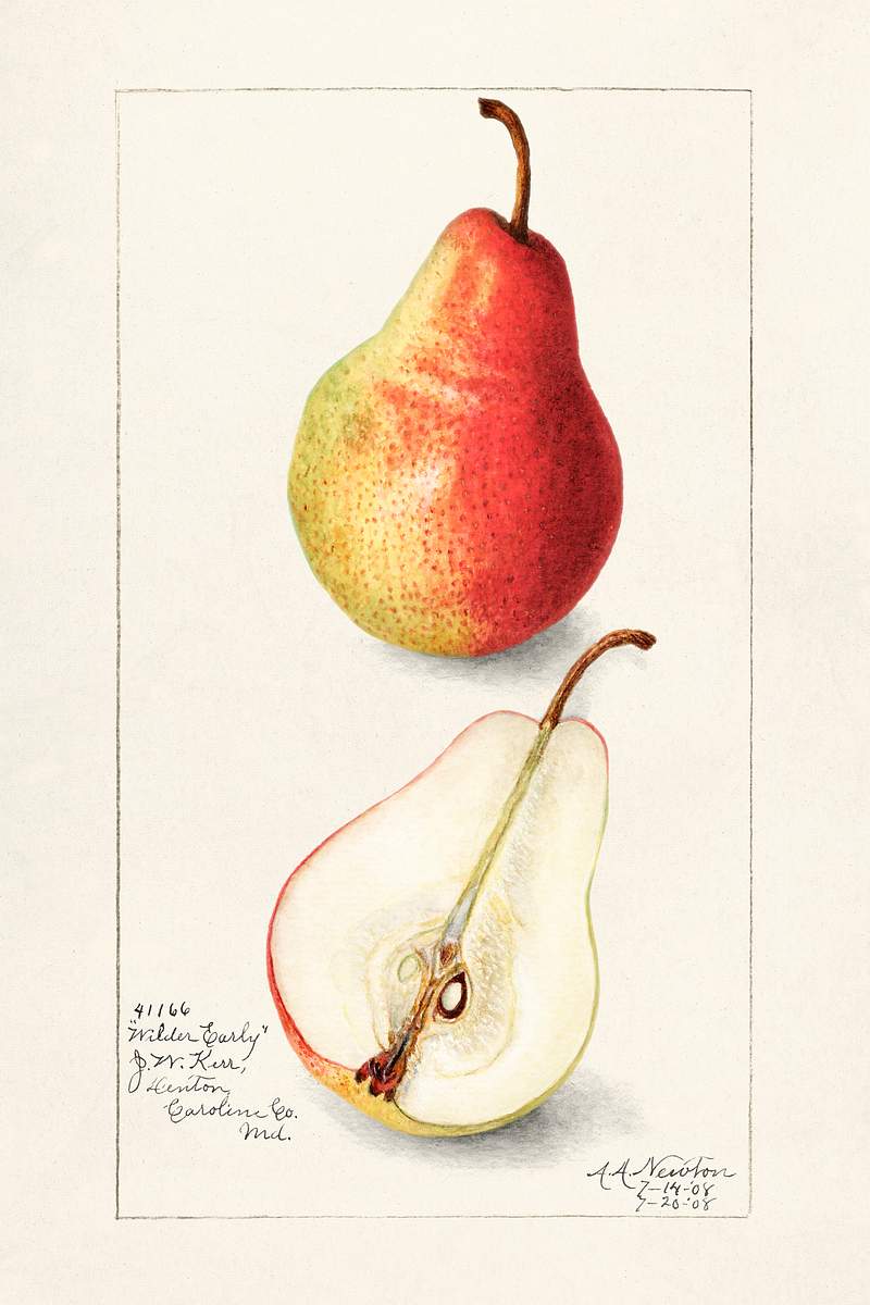 Pear (Pyrus Communis) (1908) by Amanda Almira Newton. Original from U.S. Department of Agriculture Pomological Watercolor…