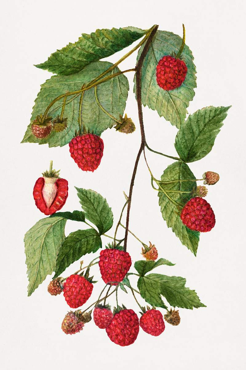Vintage branch of blackberry illustration. Digitally enhanced illustration from U.S. Department of Agriculture Pomological…