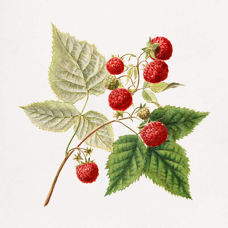 Vintage red raspberries (Rubus Xneglectus) (1918) by Royal Charles Steadman. Original from U.S. Department of Agriculture…