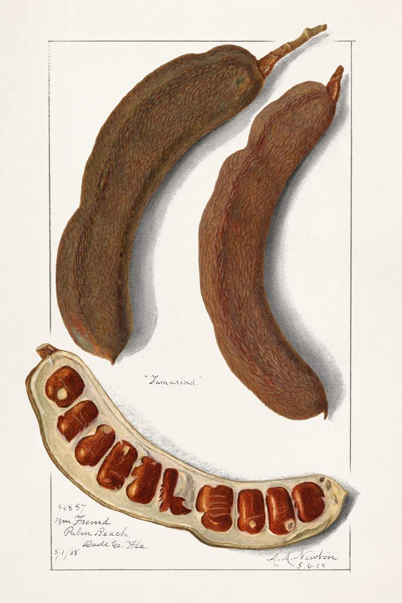 Indian Tamarind (Tamarindus Indica)(1908) by Amanda Almira Newton. Original from U.S. Department of Agriculture Pomological…