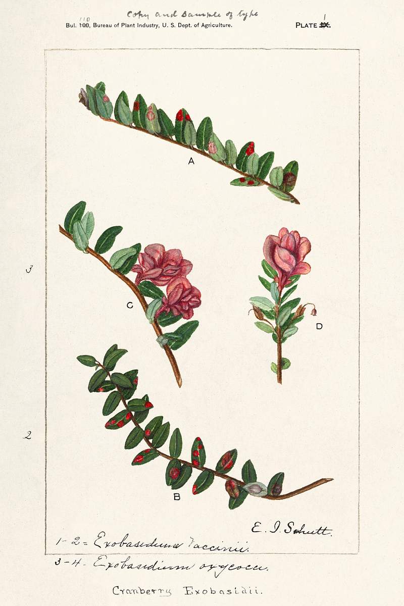 American Cranberry (Vaccinium Macrocarpon) by Ellen Isham Schutt (1873–1955). Original from U.S. Department of…