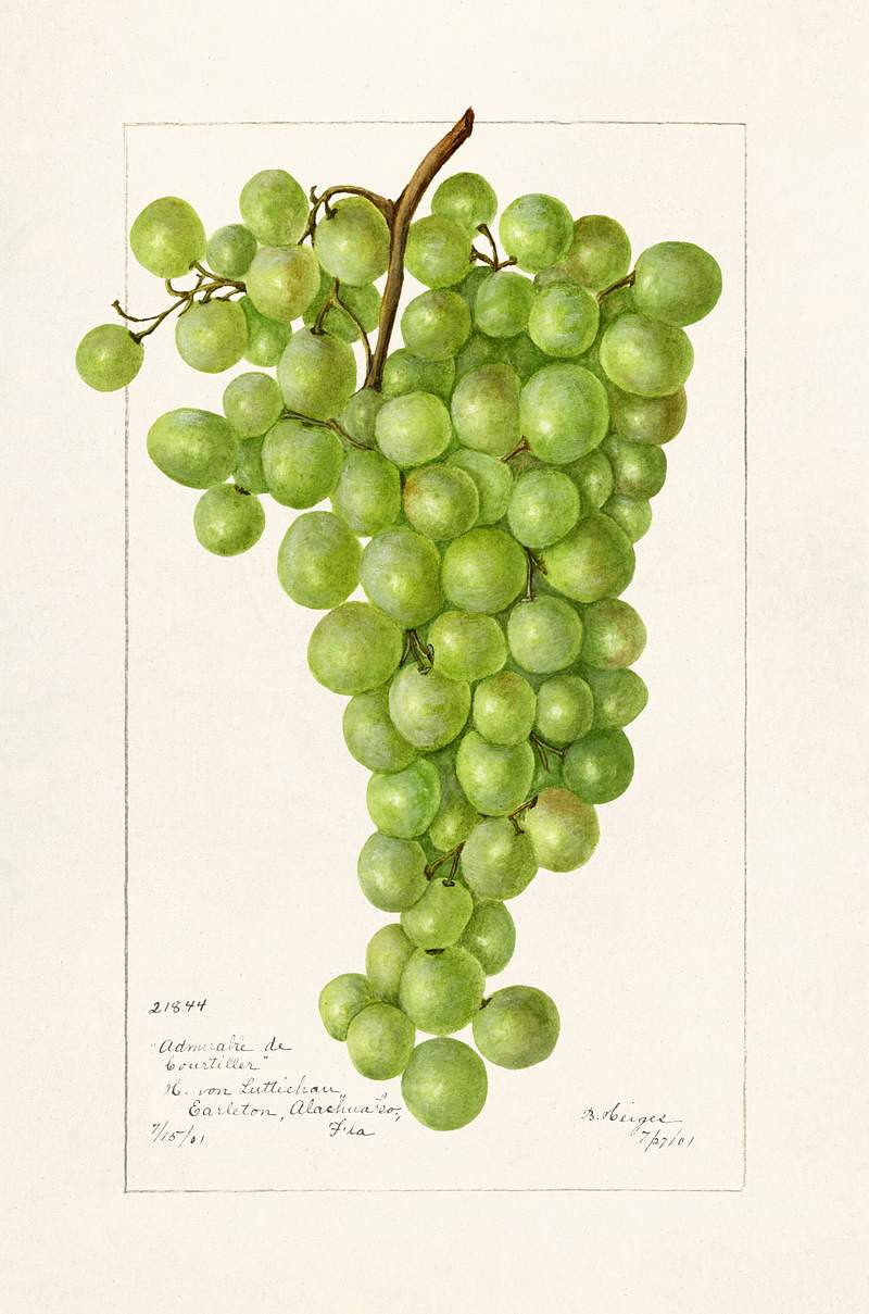 Vintage bunch of green grapes illustration. Original from U.S. Department of Agriculture Pomological Watercolor Collection.…