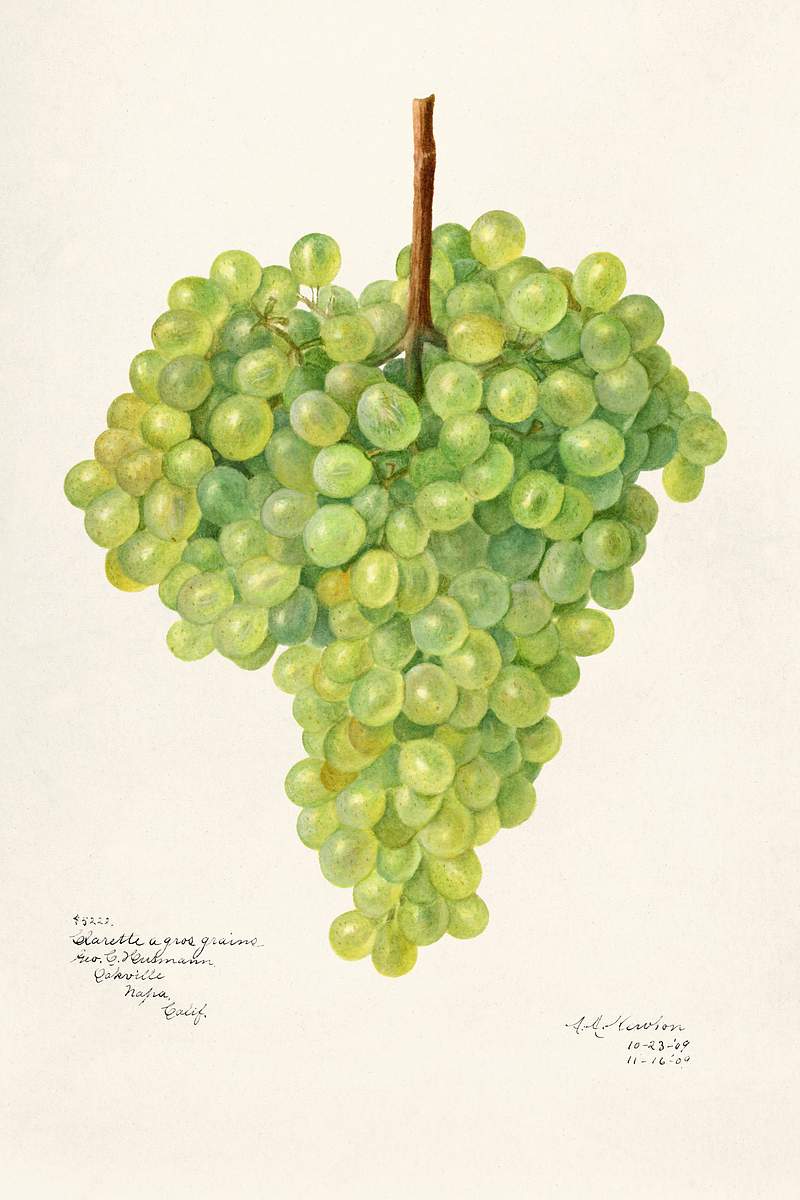 Vintage bunch of green grapes illustration. Original from U.S. Department of Agriculture Pomological Watercolor Collection.…