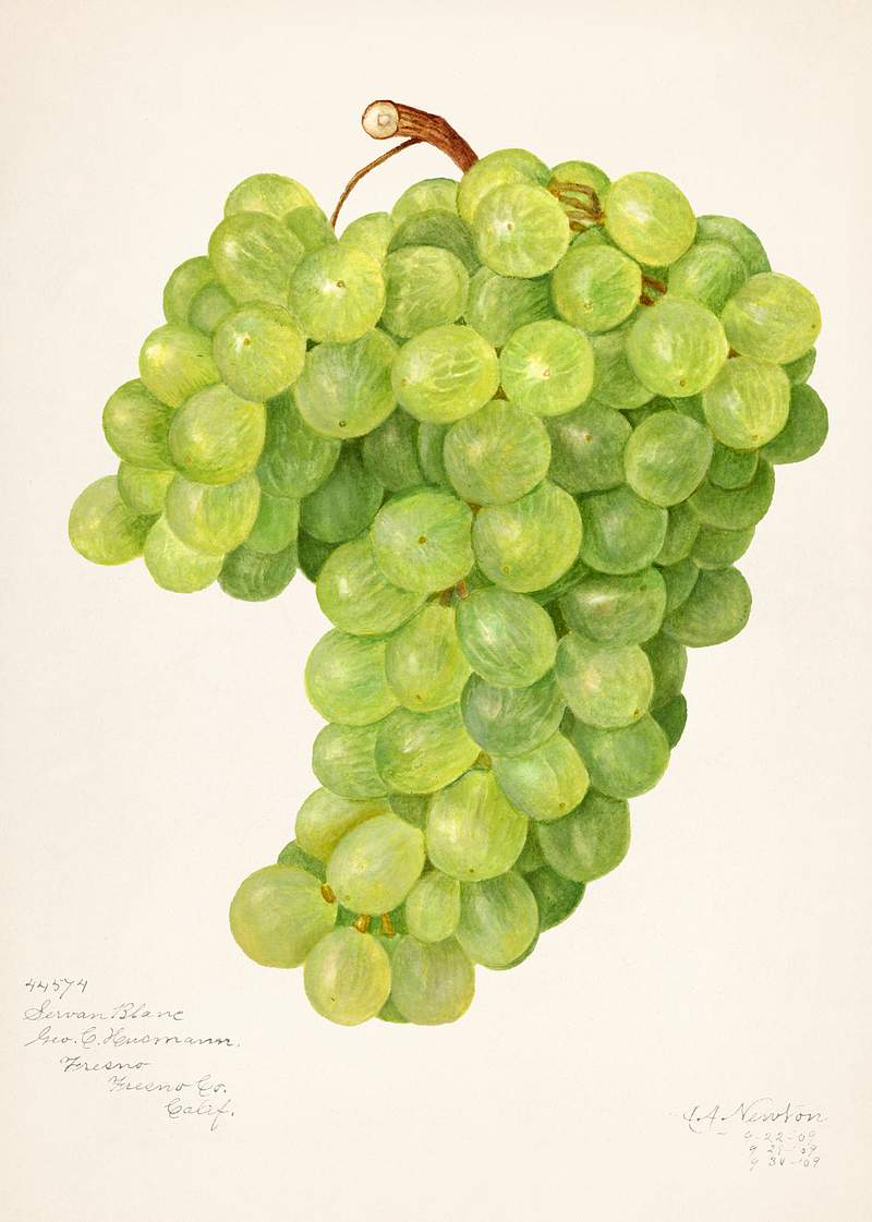 Vintage bunch of green grapes illustration. Original from U.S. Department of Agriculture Pomological Watercolor Collection.…