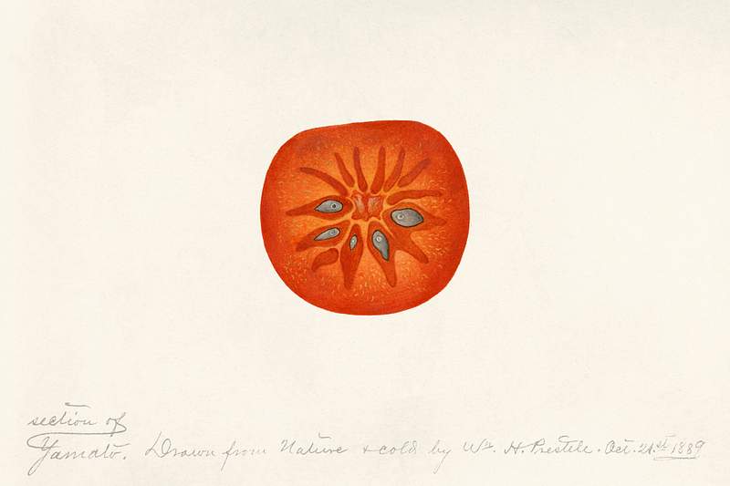 Persimmon (Diospyros) (1889) by
William Henry Prestele. Original from U.S. Department of Agriculture Pomological Watercolor…