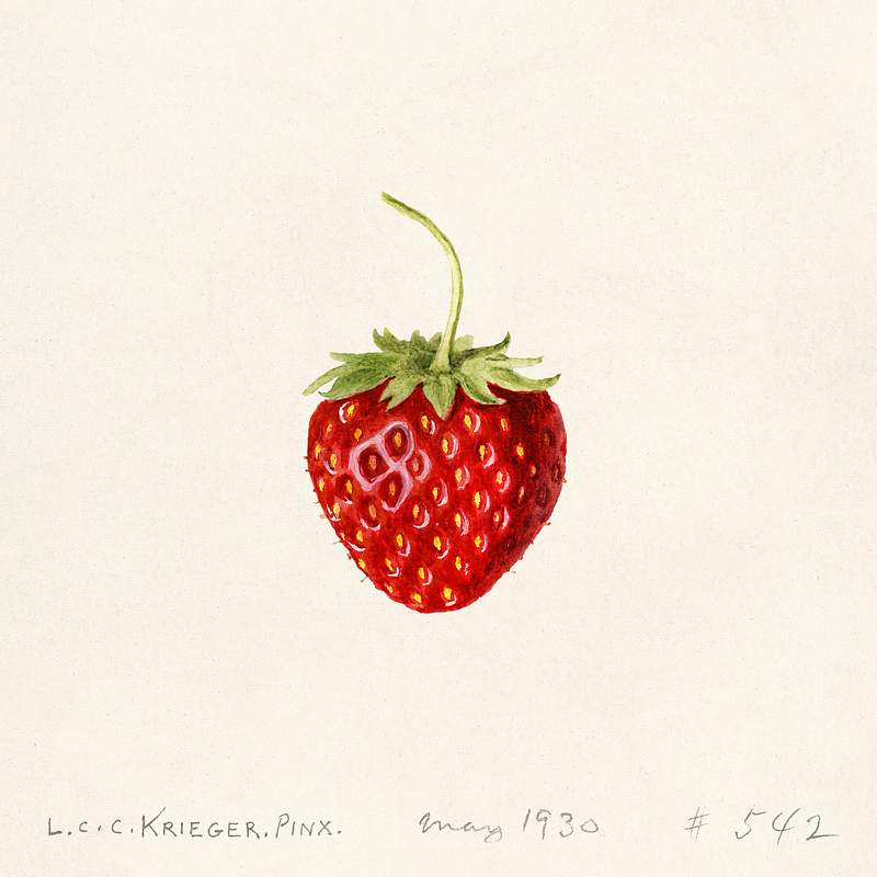 Strawberry (Fragaria) (1930) by Louis Charles Christopher Krieger. Original from U.S. Department of Agriculture Pomological…