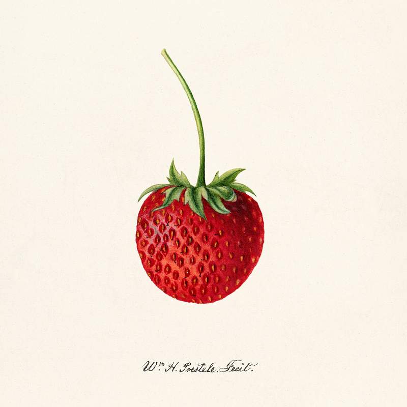 Strawberry (Fragaria) (1891) by Deborah Griscom Passmore. Original from U.S. Department of Agriculture Pomological Watercolor…