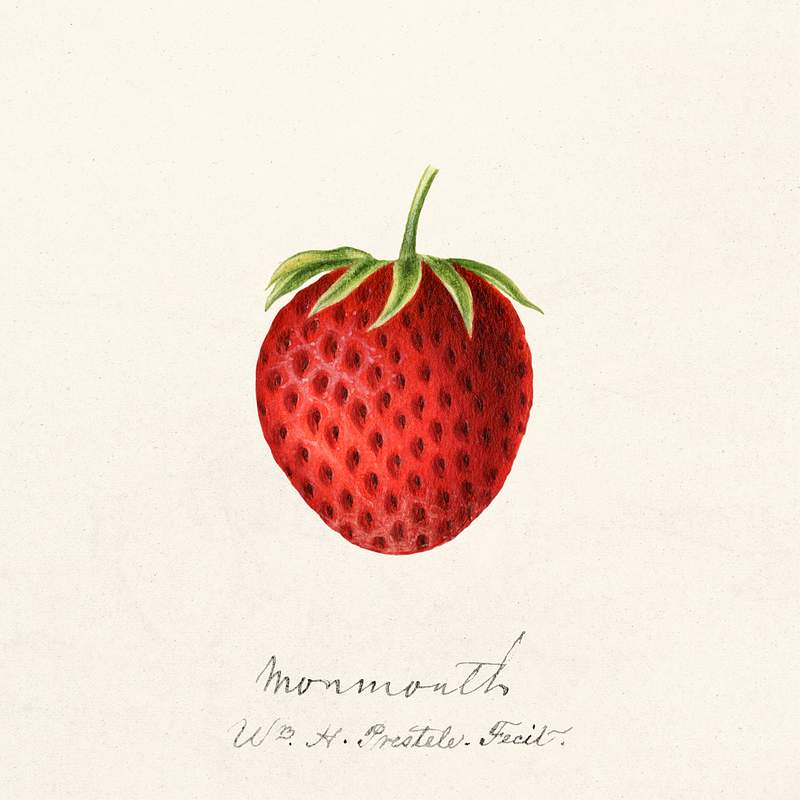 Strawberry (Fragaria) (1891) by William Henry Prestele. Original from U.S. Department of Agriculture Pomological Watercolor…