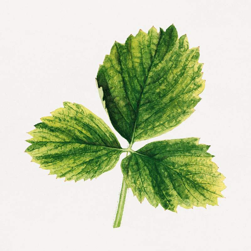Vintage strawberry leaves illustration. Digitally enhanced illustration from U.S. Department of Agriculture Pomological…
