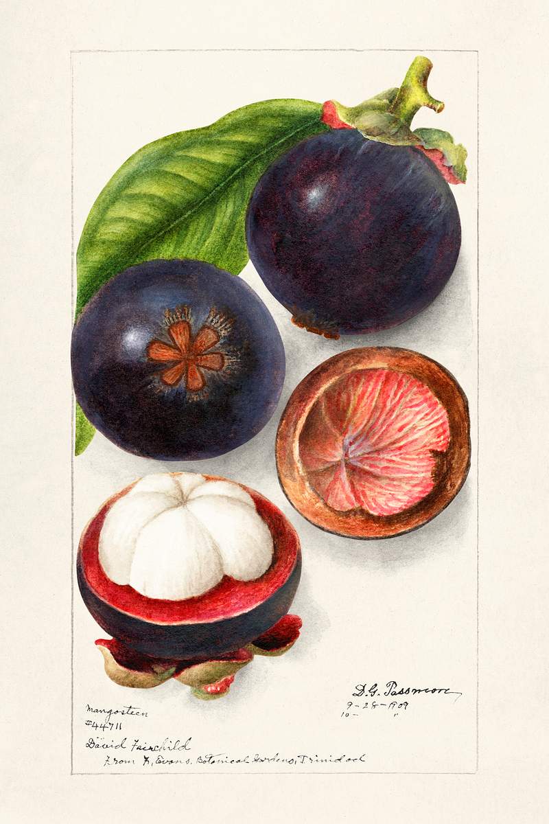 Mangosteens (Garcinia Mangostana) (1909) by Deborah Griscom Passmore. Original from U.S. Department of Agriculture…