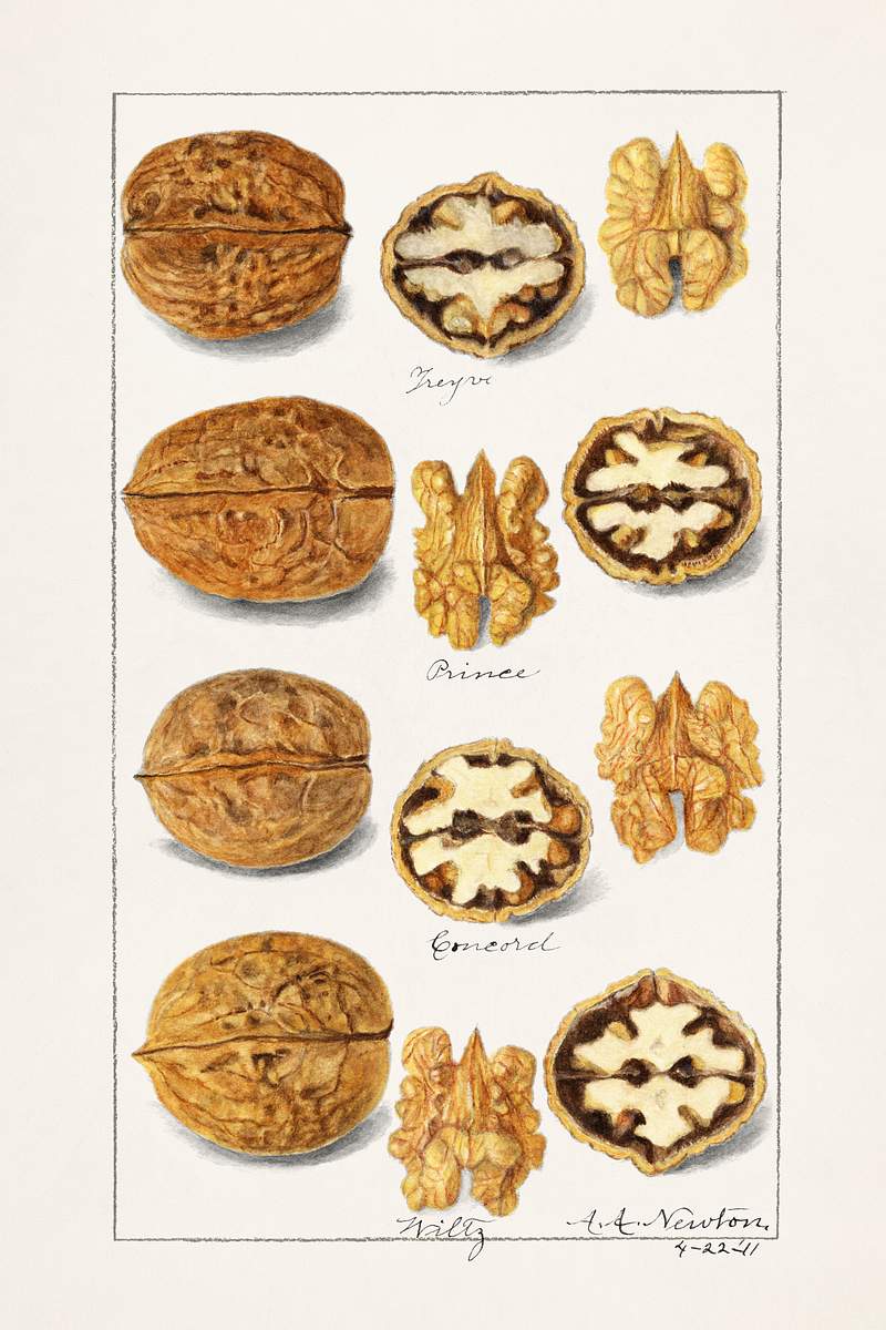 Walnuts (Juglans) (1911) by Amanda Almira Newton. Original from U.S. Department of Agriculture Pomological Watercolor…