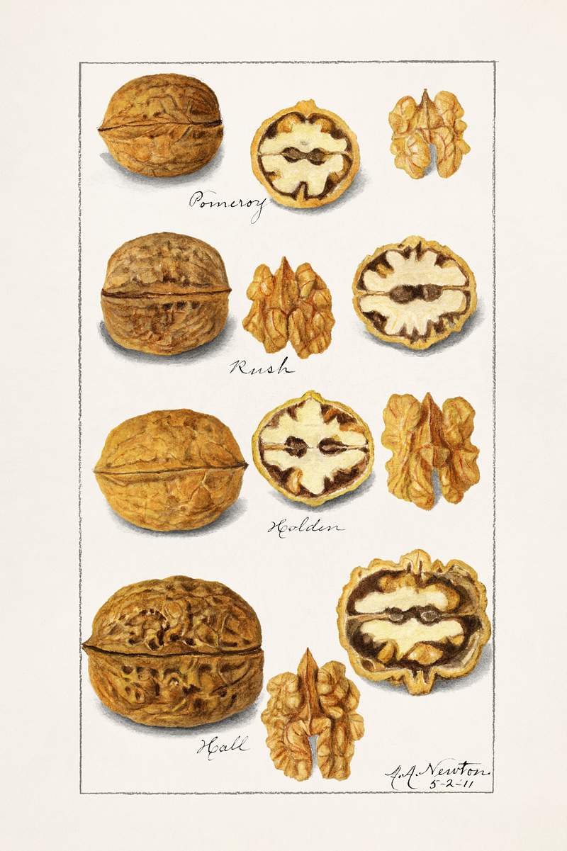 Walnuts (Juglans) (1911) by Amanda Almira Newton. Original from U.S. Department of Agriculture Pomological Watercolor…
