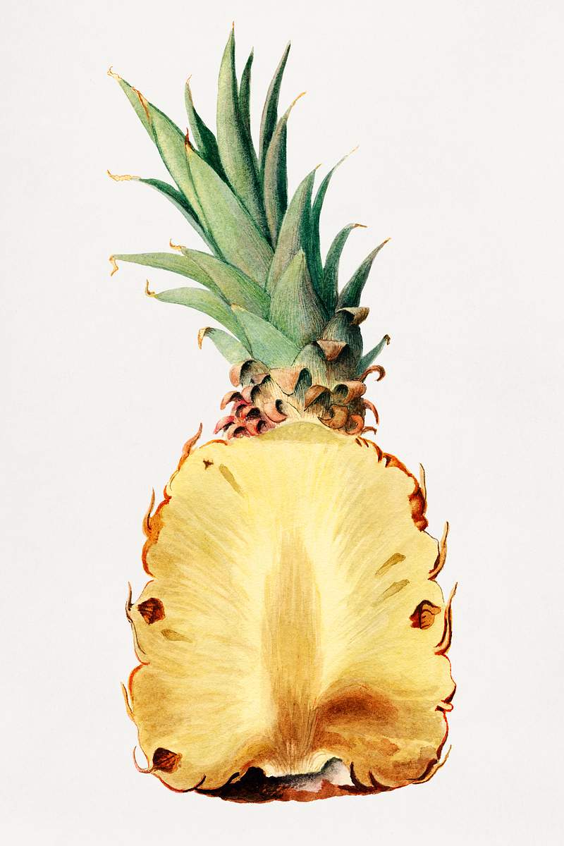 Vintage pineapple cut in half illustration. Digitally enhanced illustration from U.S. Department of Agriculture Pomological…